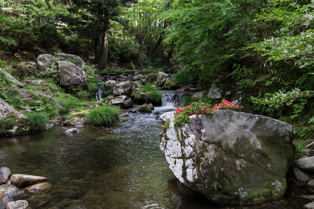 Flowers on the rock