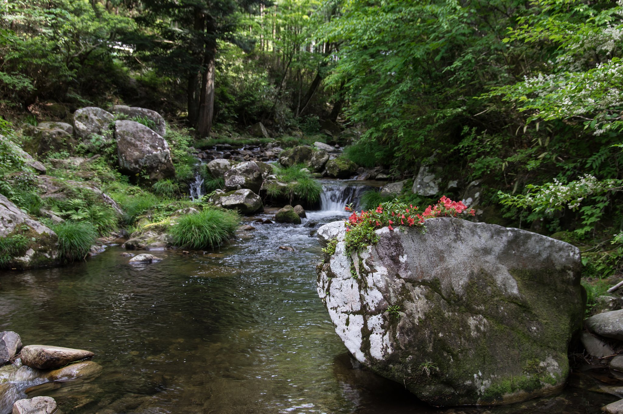 Flowers on the rock