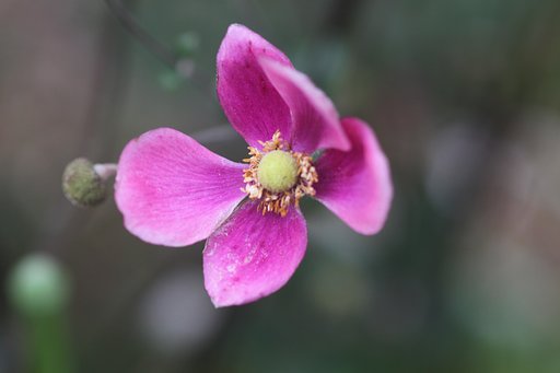 貴船菊