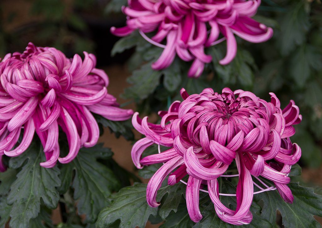 菊