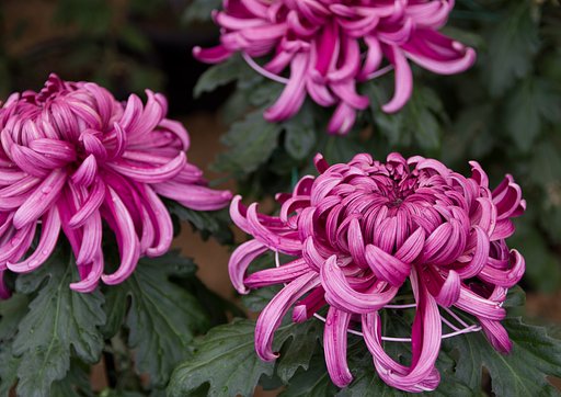菊