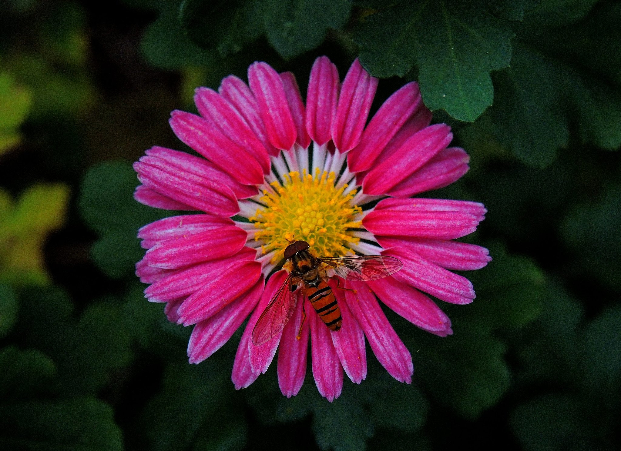 小菊
