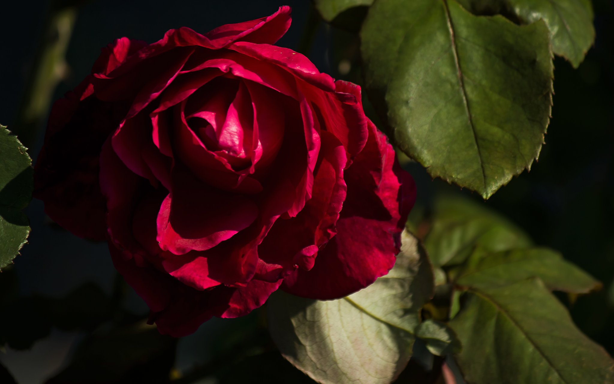 秋薔薇、濃い紫というか