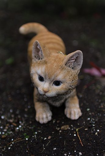 【犬とか猫とか動物たち】子猫