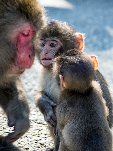 【犬とか猫とか動物たち】親子 Ⅱ