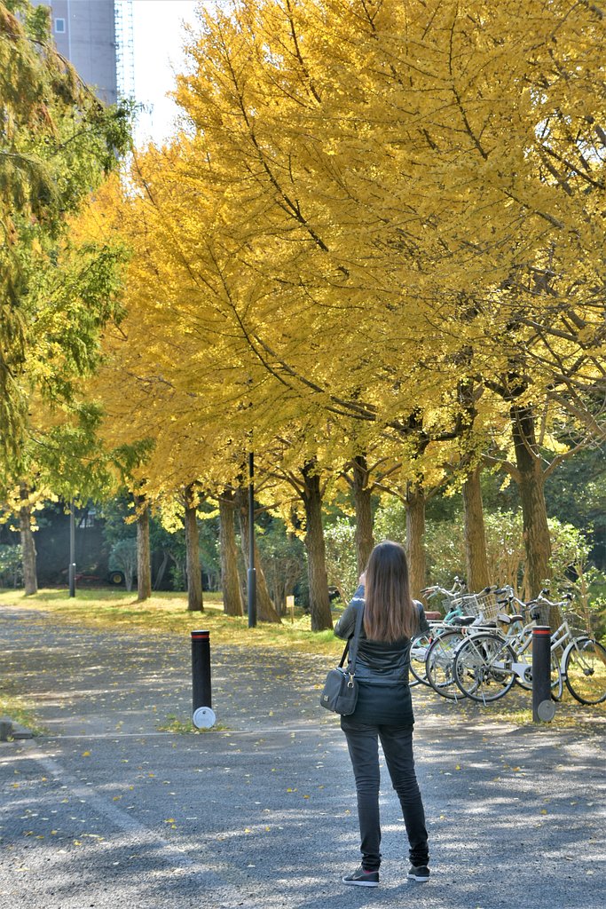 Ginko