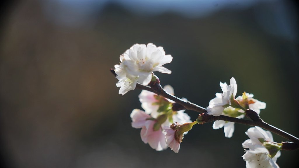 十月桜