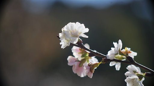 十月桜
