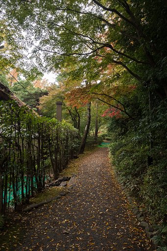 散歩道の紅葉３