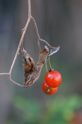 鵯上戸の実