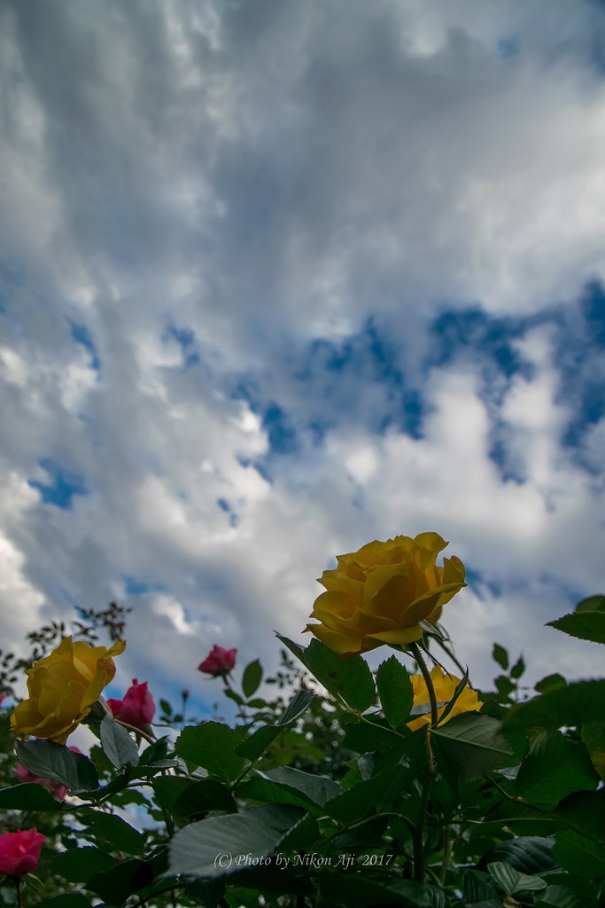 空は広いな