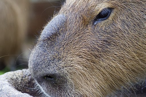 【犬とか猫とか動物たち】カピバラ