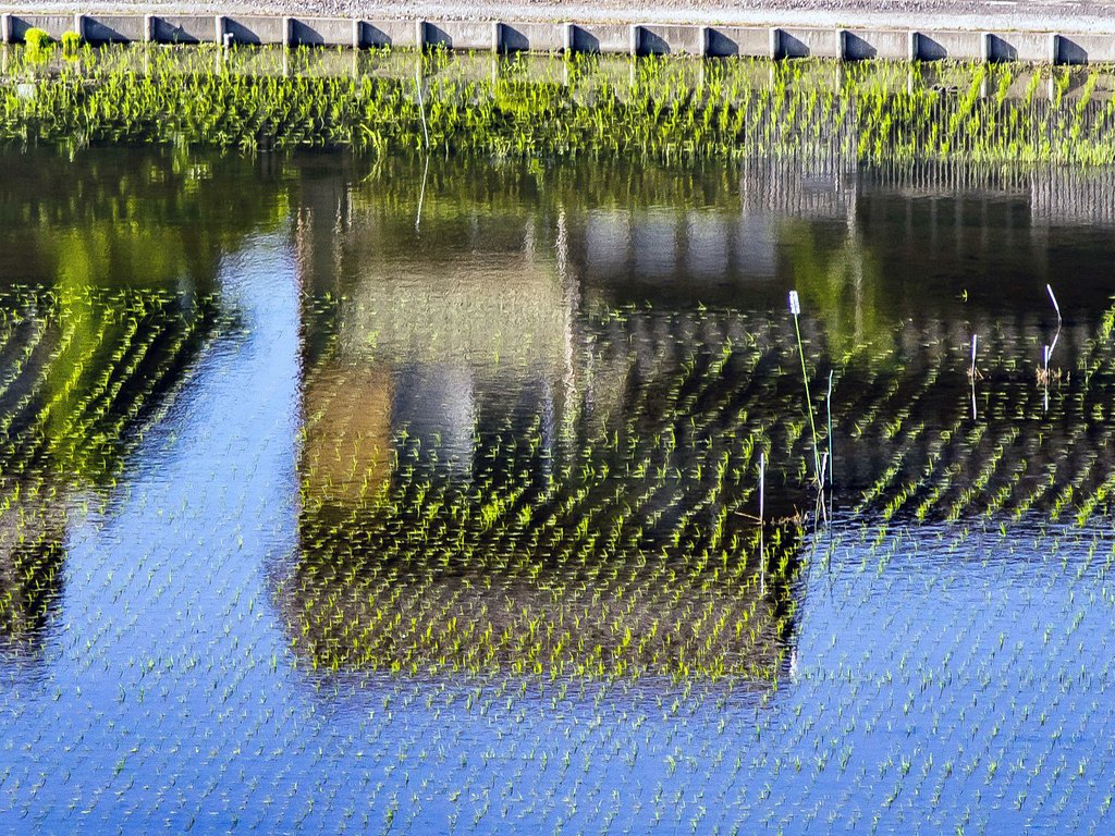 田植えが済んでた・
