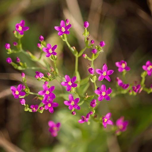 野の小さな花束