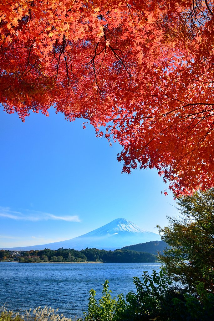 紅葉