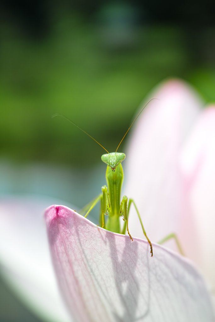 かまきり