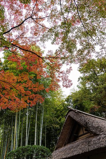茅葺きに紅葉
