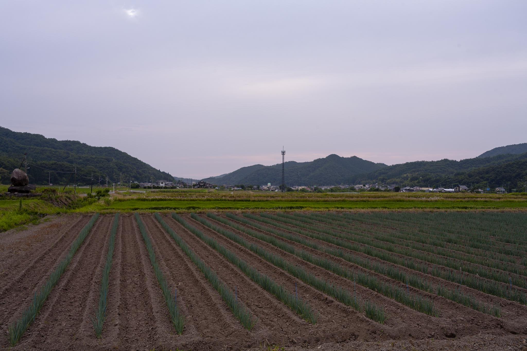 長ネギ畑と曇り空