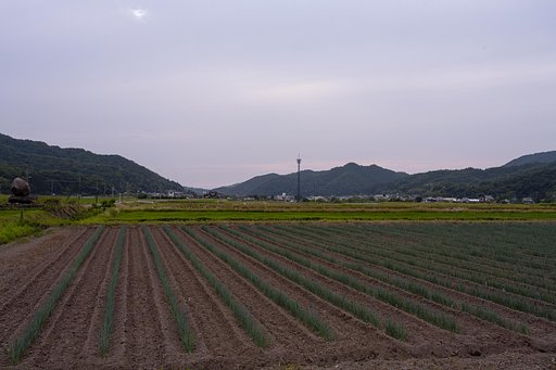 長ネギ畑と曇り空