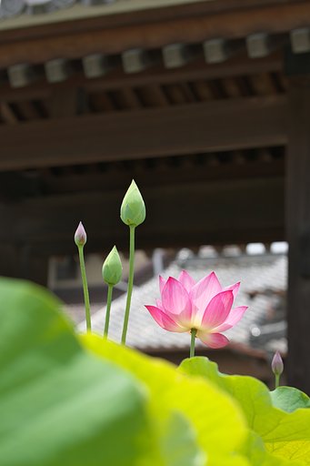 三門からの出迎え
