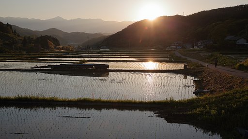 いつもの散歩の帰り道