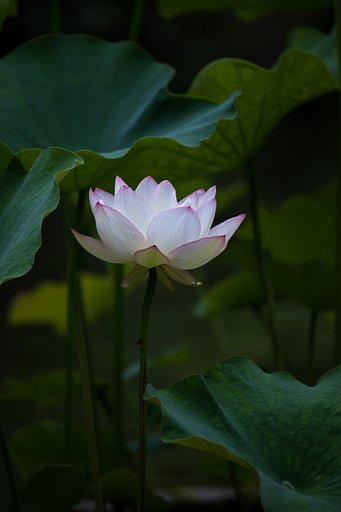 こちらは、名の確認を忘れました