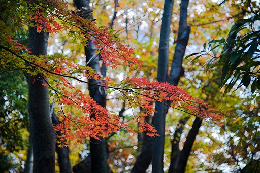 紅葉最盛期２