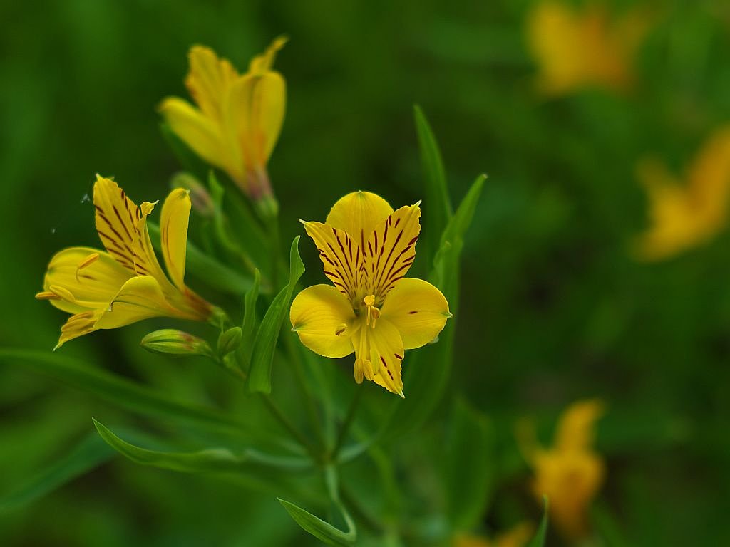 Konica Hexanon 85/1.8