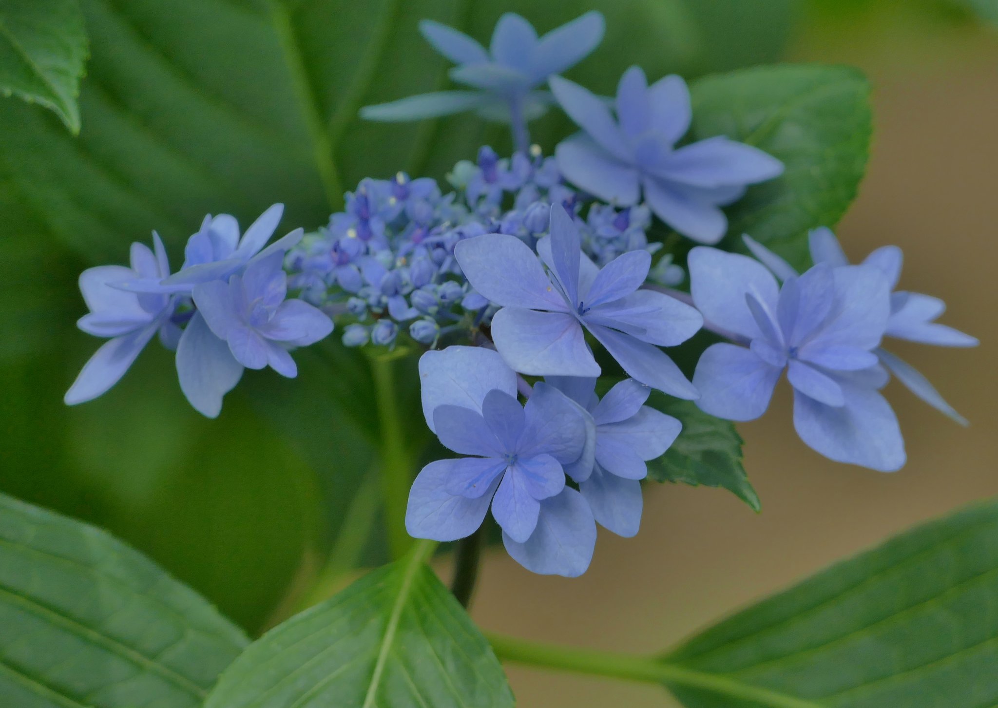 額紫陽花