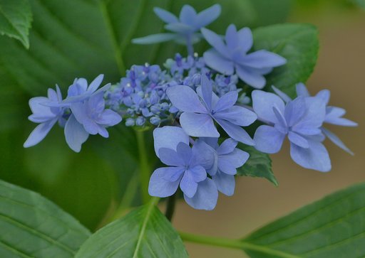 額紫陽花