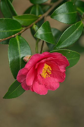山茶花