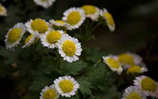 白の極小菊