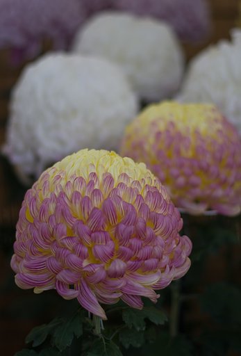 大菊