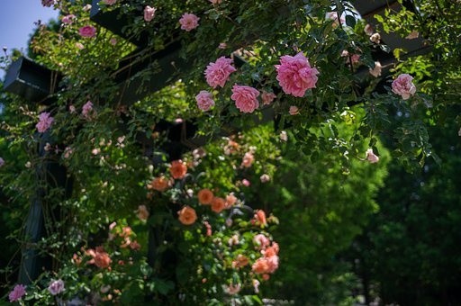 爽やかな木陰