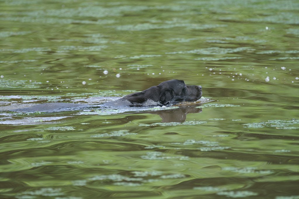 SIGMA　500mm　F4.5　APO