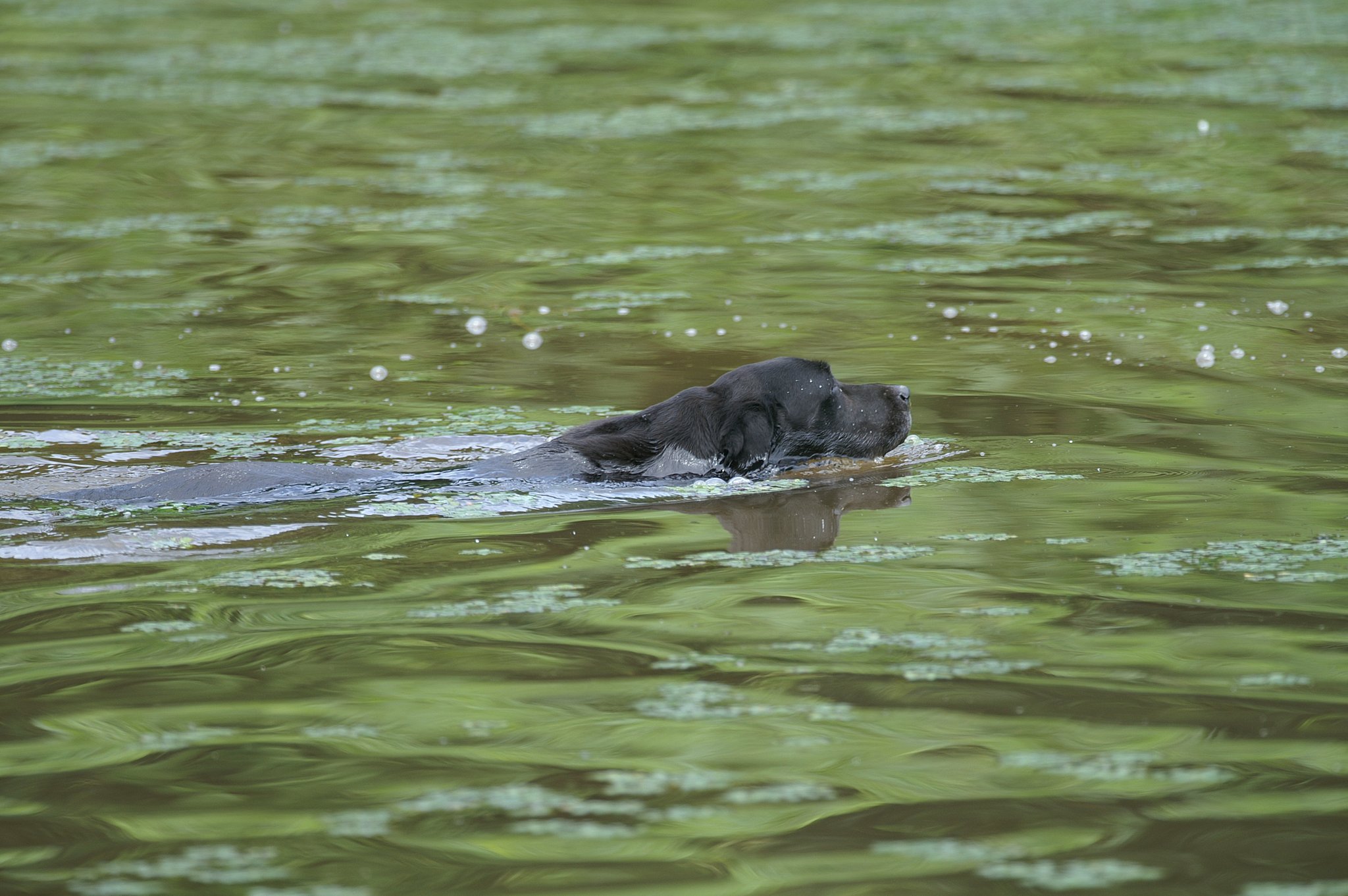 SIGMA　500mm　F4.5　APO