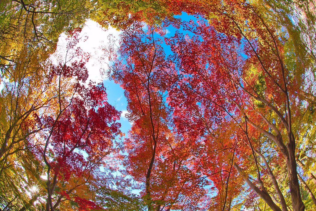 紅葉多彩