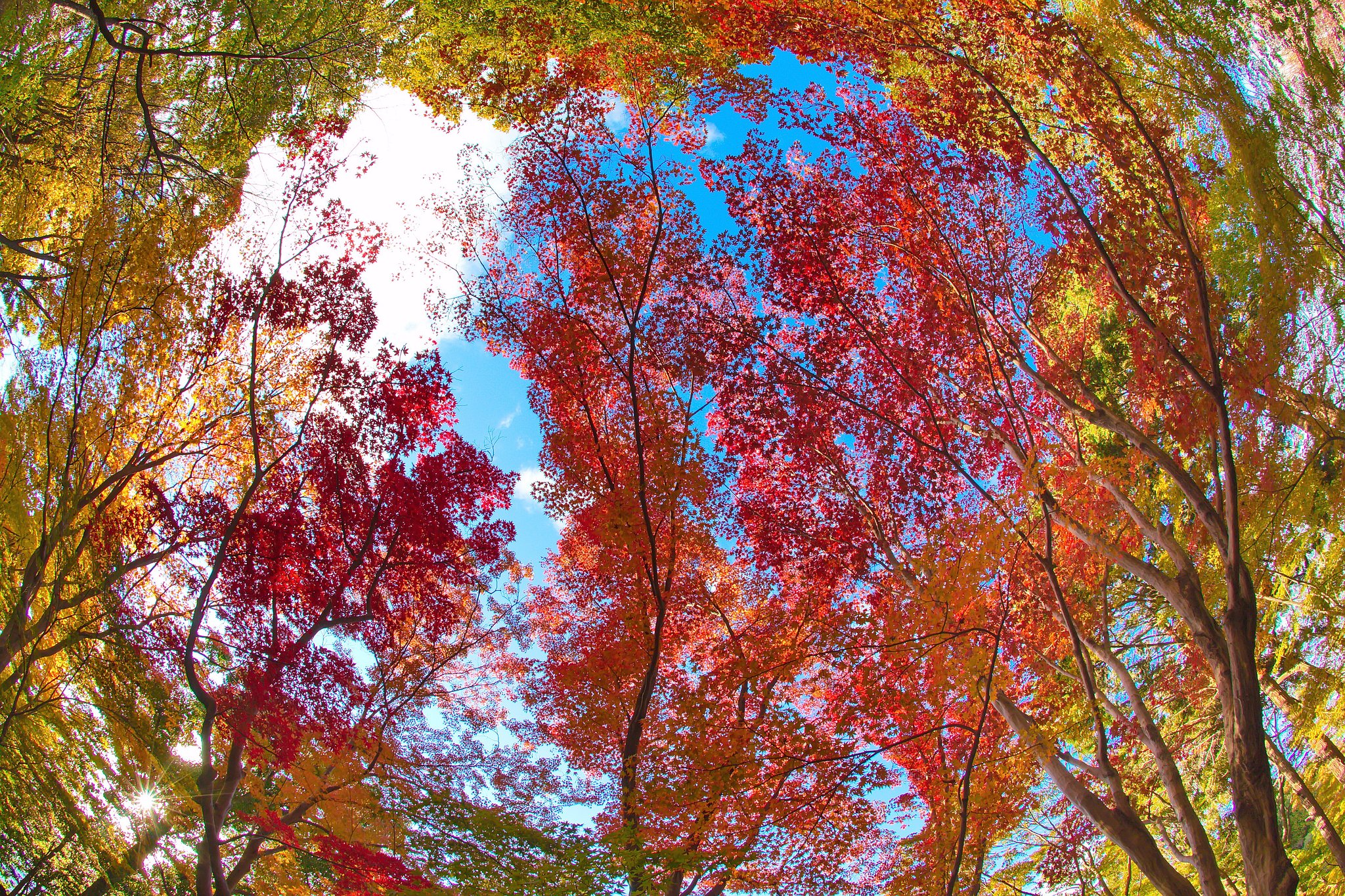 紅葉多彩