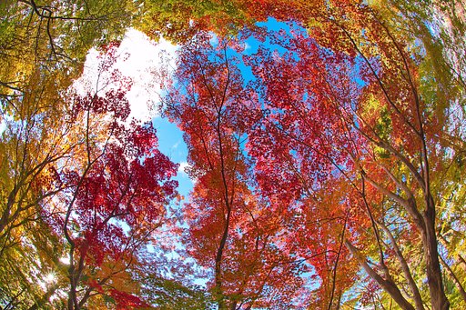 紅葉多彩