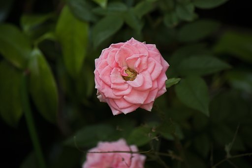 ミニバラ、チュウレンジバチにやられて
