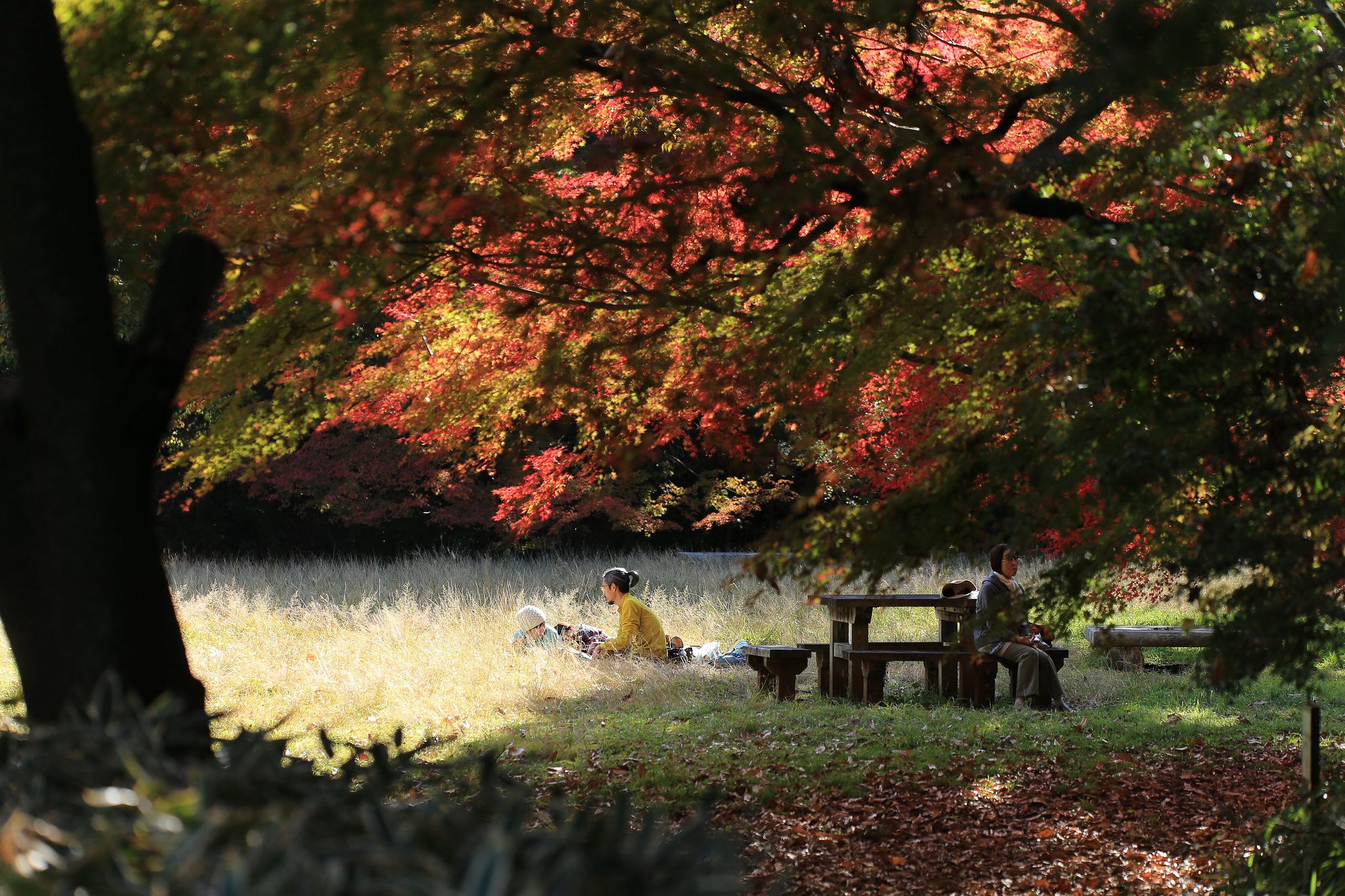穏やかな紅葉狩り