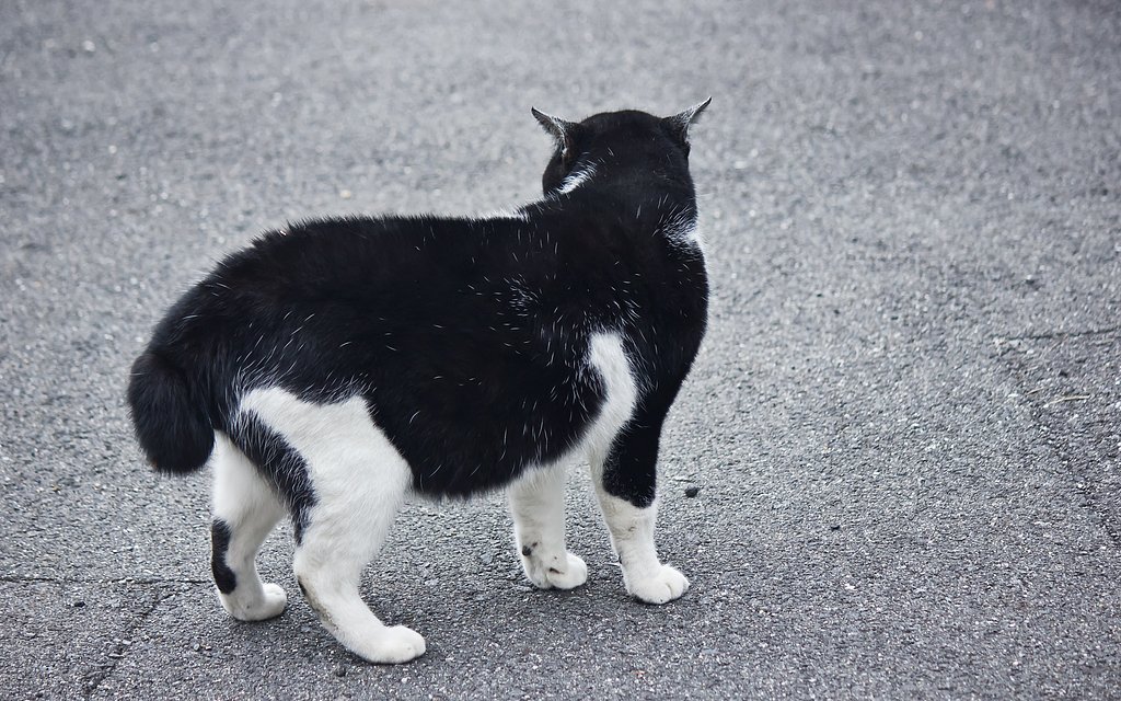 【犬とか猫とか動物たち】尾曲がり猫
