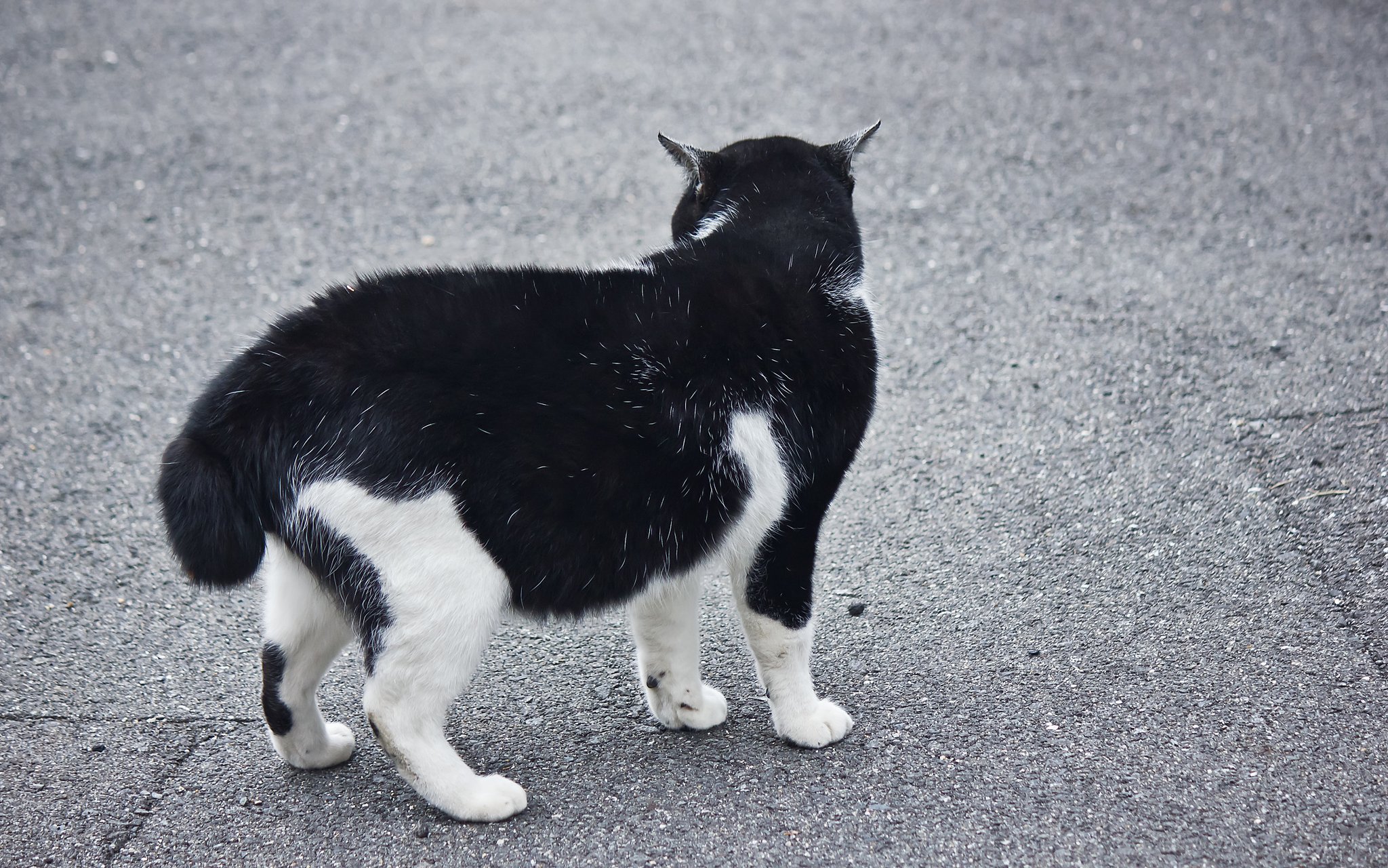 【犬とか猫とか動物たち】尾曲がり猫