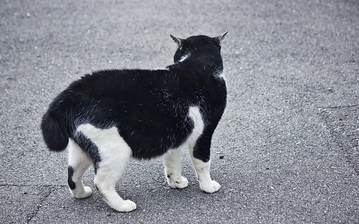 【犬とか猫とか動物たち】尾曲がり猫