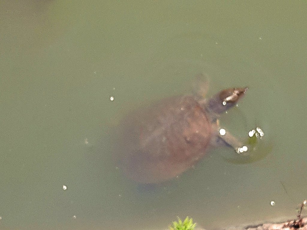 すっぽん