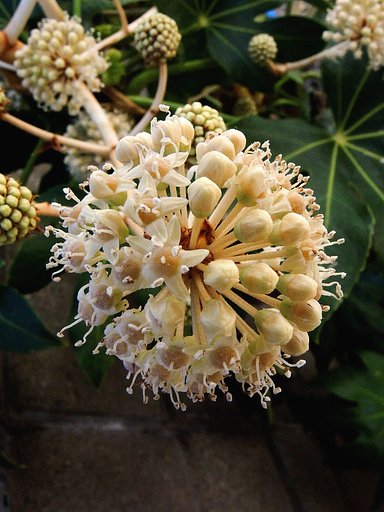 ヤツデの花