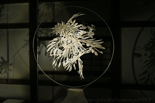 白鷺