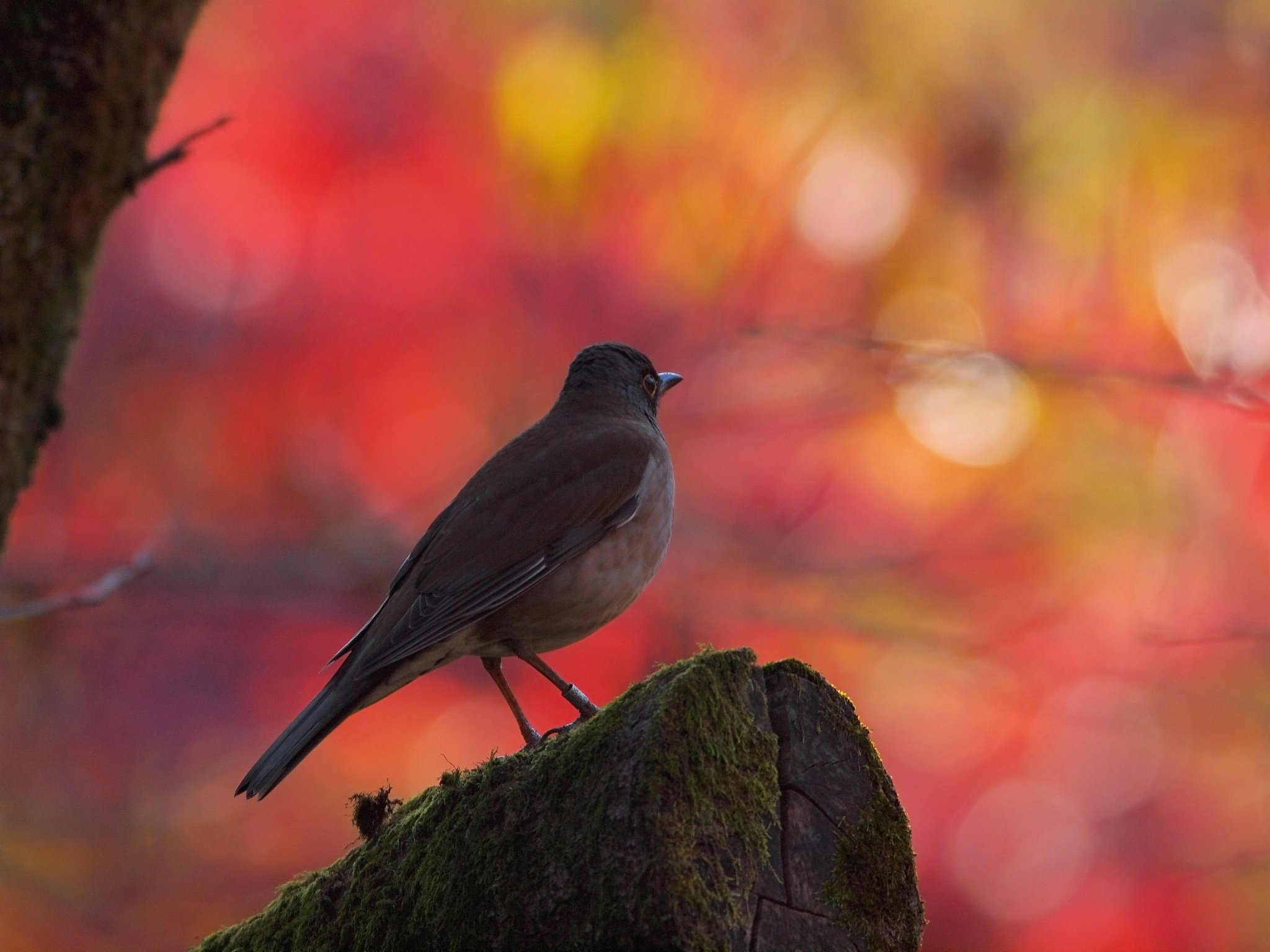 紅葉への眺め
