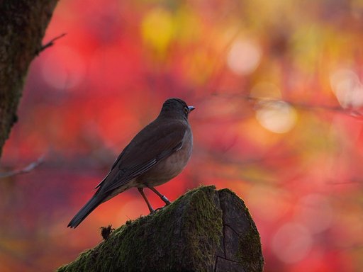 紅葉への眺め