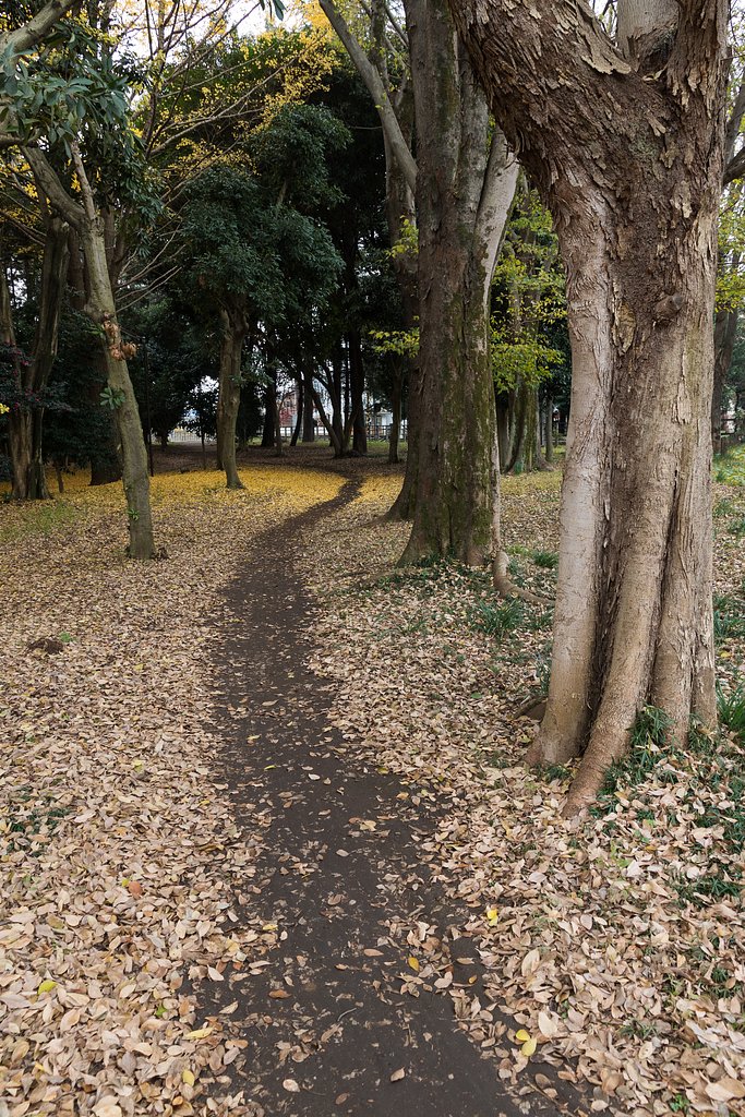 晩秋の森